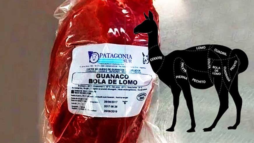 Santa Cruz: lanzan el primer almacén de carne de guanaco del país